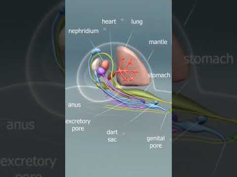 snail 🐌#shell#anatomy#structure#labelledstructure#