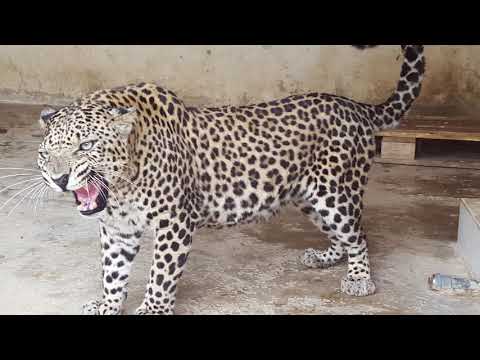 Emergency intervention to assess and conserve the