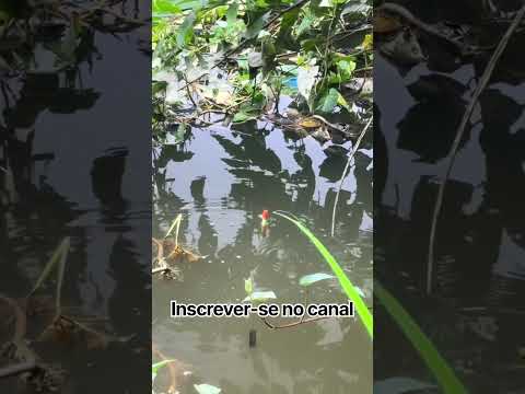 #youtubeshorts #pescaria #pescacombambu #pesca #fishing #pescaesportiva #peixesamazonicos #peixe