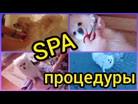 Собачьи SPA процедуры 🐕🐩