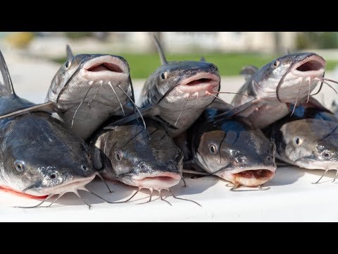 Saltwater CATFISH! Catch Clean Cook- Po' Boy Fish Sandwich!
