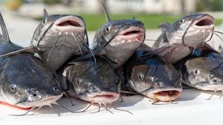Saltwater CATFISH! Catch Clean Cook- Po Boy Fish S