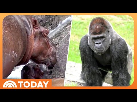 Male Gorilla, Baby Hippo Make Their Debut at Zoos - YouTube