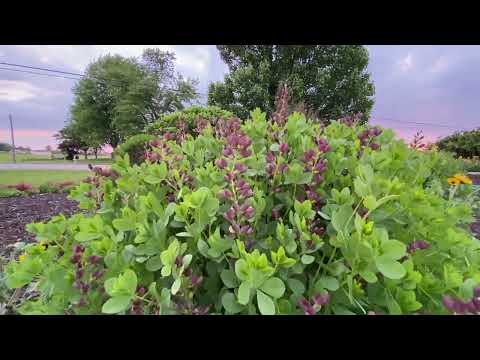 Side By Side of Several Decadence Baptisia