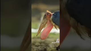 FINAL EPICO! (YouTube no quiere que mires este video) #shorts #tiktok