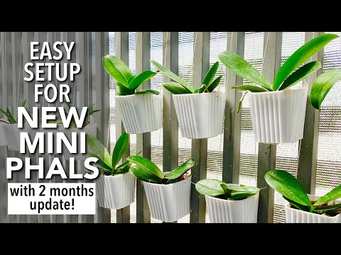 EASY SETUP for my New Mini Phalaenopsis with 2 Months Update | How To Repot Mini Phalaenopsis Orchid