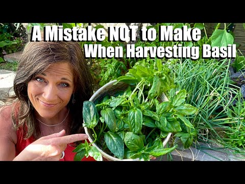 How NOT to Harvest Basil
