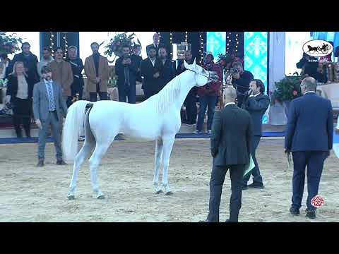 N 46 GHAZAAL AL WAAB   Straight Egyptian World Championship 2021