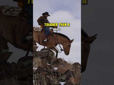 The BEST animal for trail riding. #Mule #Horse #Horses #Horseriding