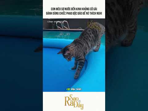 CON MÈO SỢ NƯỚC ĐẾN KINH KHỦNG CÔ GÁI ĐÀNH DÙNG CHIẾC PHAO ĐỘC ĐÁO ĐỂ NÓ THÍCH NGHI
