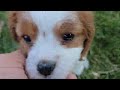 Cavalier King Charles Spaniel dogs for sale: Val - Video 1