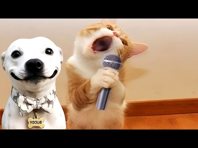 Funniest Dogs and Cats Videos 2026😻🐶Hilarious Animals Moments🤣😅 SDDEFAULT Thumbnail