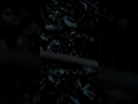 Dash74s base pt.1 (blue M&M)