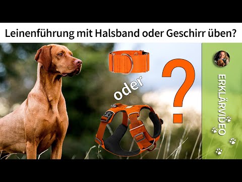 Leinenführigkeit üben mit Hundehalsband oder Geschirr? ✔️