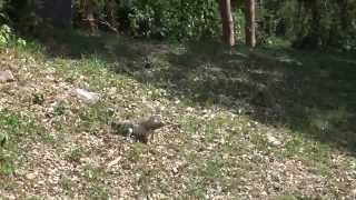 preview picture of video 'Huge Iguanas in Coamo, Puerto Rico'