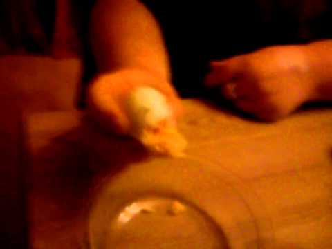 Kotzendes Ei 1.0 / puking egg 1.0