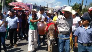 Burro borracho 2015 sta.Ma.tianguistengo c.izcalli(9)