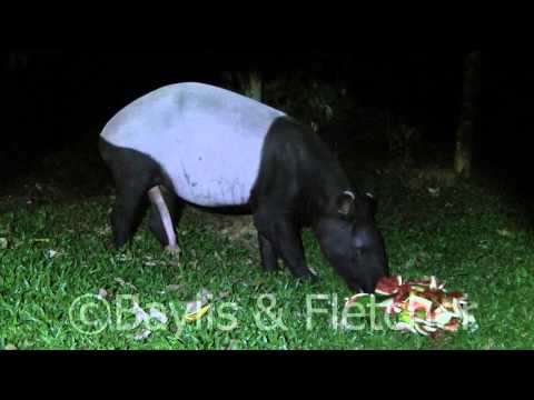 Malayan Tapir (Tapirus indicus), Malayisa. 20150505_201516.m2ts