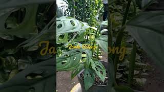 Download lagu #shorts || janda bolong || #tanamanhias #tanamanhiasjandabolong mp3 Download lagu #shorts || janda bolong || #tanamanhias #tanamanhiasjandabolong mp3