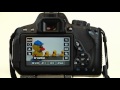 Blue Crane  Video #1