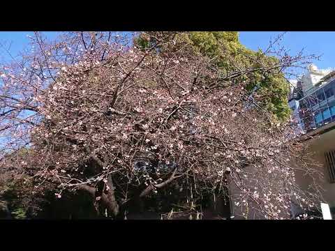 《2020.02.19》🌸 Cherry blossoms are about to bloom 30%