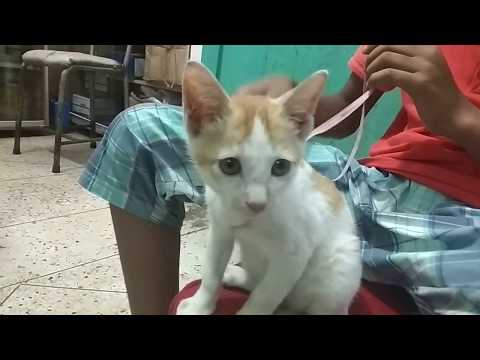 Deshi cat is the best as pet @ Dr. Sagir's Pet Clinic 01912251312