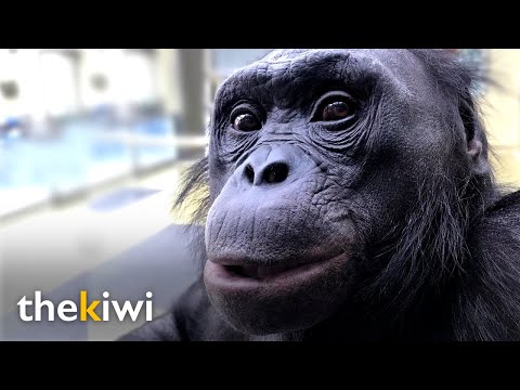 Kanzi: The ape that understands humans and knows over 3000 words