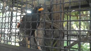 preview picture of video 'Javan myna, Acridotheres javanicus, Suan Nok Bird Park, Bang Sai'
