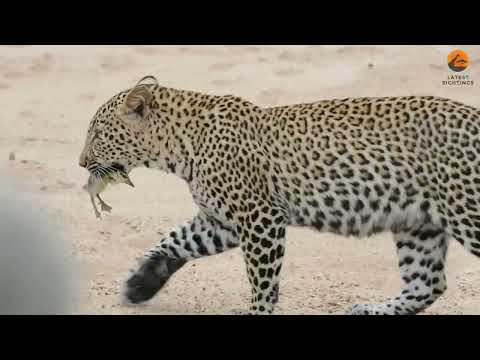 Innocent Baby Bird Walks up to Leopard   Crazy Ending