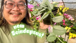 The Coolest New Rare Plants That Won’t Break Your Budget!