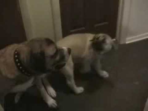 Fearless Neyla quarreling Stitch