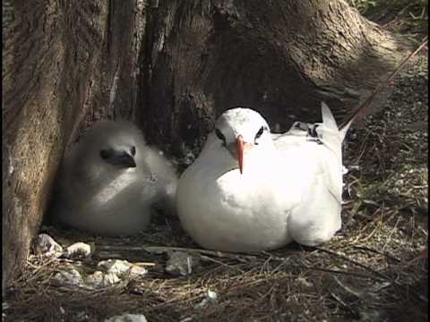 Red-Tailed Tropic Bird, Phaethon rubricauda, Midway Atoll