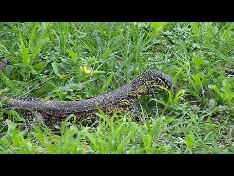 Djuma: Water Monitor Lizard on the move - 10:02 - 12/17/19