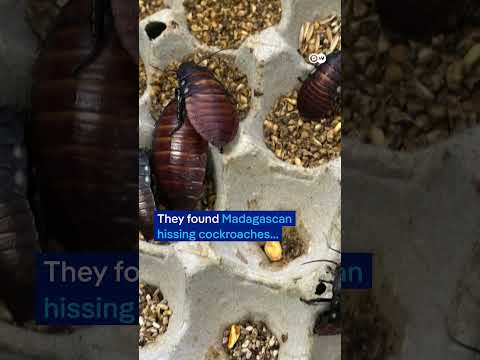 100,000 cockroaches seized in Australian bug breeding bust | DW News