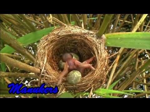 Burung Novyj Trend Smotret Onlajn Na Sajte Trendovi Ru