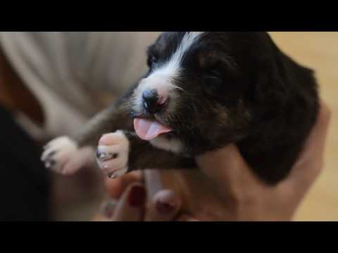 Border collie puppies. Maeglin Ophelia&Mind The Dog Lycan| 2 weeks