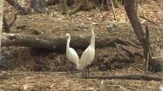Bang Lang stork garden, Vietnam