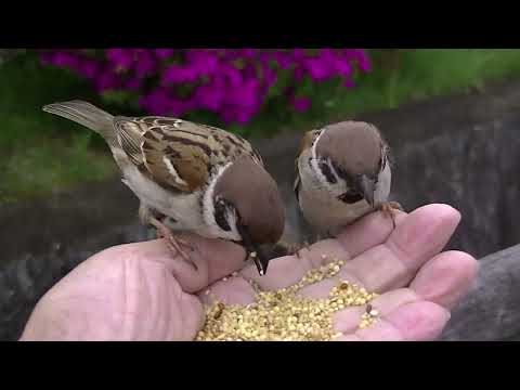 餌を貰いに手の上に来る雀達 20230425pm 19（天満宮雨の日）