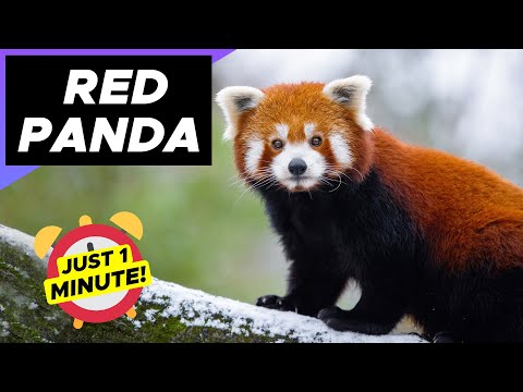 Red Panda - Just 1 Minute! The Cutest Animal On Earth