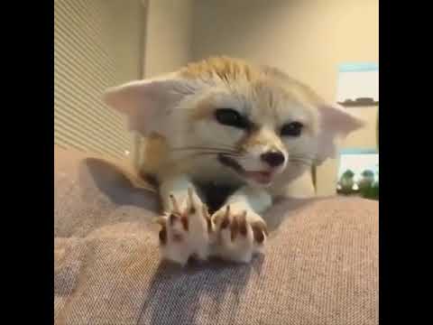 4K Ultra HD Video of Cute baby animals Videos Compilation cute moment of the animals