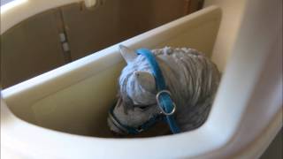 (A Schleich Movie) Flick&#39;s Story