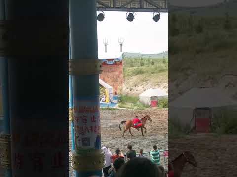 , title : 'Mongolian horse show'