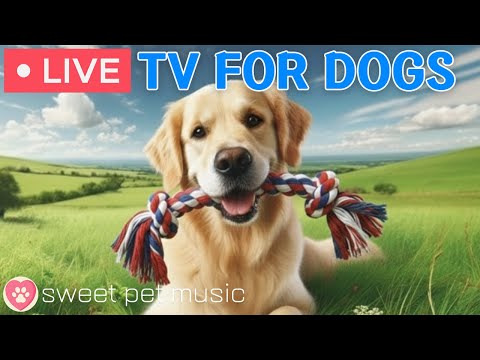 🔴24 Hours of Dog TV🎵🐶Calming Music for Dog Sleep🐾🩷Soothing Dog Music Eases Stress and Anxiety