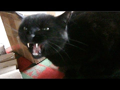 Wściekły kot - Gatto matto - Cat meaw - おしゃべり猫