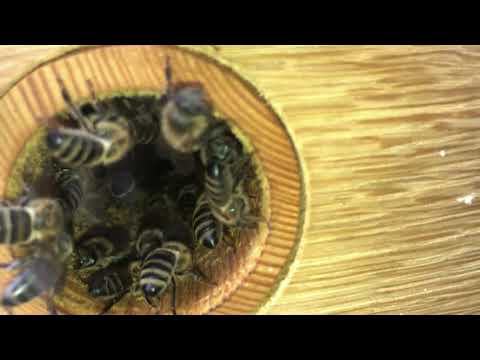 Flugstunden vor der Schilfbeute