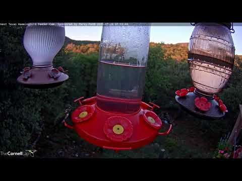 Male Calliope Hummingbird Dips Bill Into West Texas Feeder – July 24, 2020