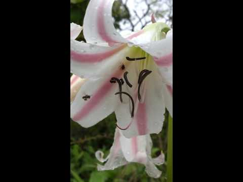 download lagu mp3 mp4 Crinum Lily Milk And Wine, download lagu Crinum Lily Milk And Wine gratis, unduh video klip Crinum Lily Milk And Wine