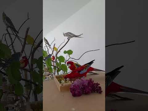 Papugi w domu, życie papug, rozelle, nimfy, faliste. #cockatiel #parrotlife
