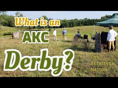What is an AKC Derby? ~ Field Trial Minor Stake for Dogs up to Two Years ~ The Retriever Nation