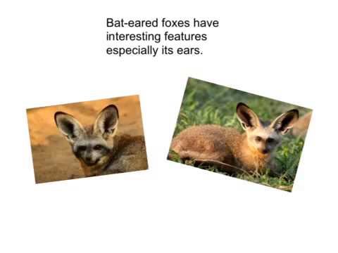 The Bat-Eared Fox
